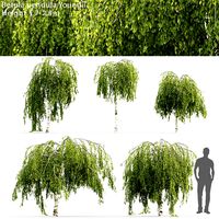 Betula pendula Youngii #1(1.7-2.3m) (17686)