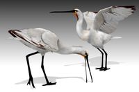 Spoonbill