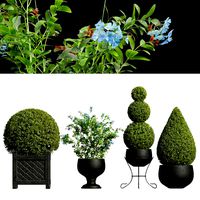 Ceratostigma Plumbaginoides Bleiwurz and Concinna Bonsai Pruned (335458)