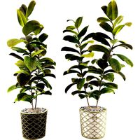 Ficus Elastica Tree Rubber Plant 02 (335454)