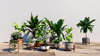 Plants potted plants landscape trees cacti green plants