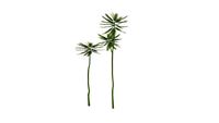 SOLOBIUM PAKIS BRAZIL