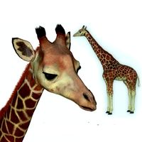 Giraffe 3D Model