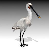 Spoonbill