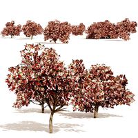 Pink Prunus Flowering Peach Trees (335582)