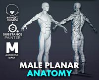 Character - Male Planar Anatomy