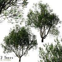 Set of London Plane Tree (Platanus acerifolia) (2 Trees)