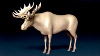 Moose Basemesh 3D model