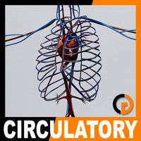 Human Circulatory System - Anatomy