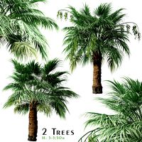 Set of Blue Hesper Palm Tree (Brahea armata) (2 Trees)