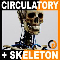 Human Circulatory System and Skeleton - Anatomy