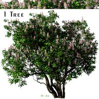 California buckeye Tree ( Aesculus californica )