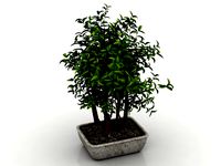 Resource-Interior- House plant