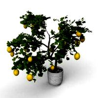 Resource-Interior-Lemon Tree