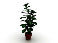 Resource-Interior-Plant Garden