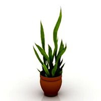 Resource-Interior-Plant house