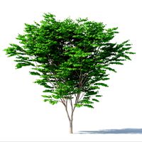 Tree - Acer Palmatum No 1