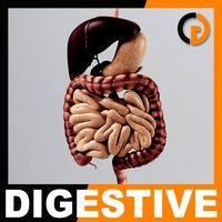 Human Digestive System - Anatomy
