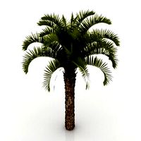Resource-Interior-Palm Summer