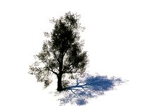 Resource-Interior-Tree -Plant