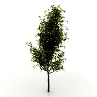 Resource-Interior-Tree-Plant