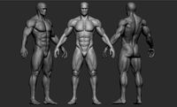 Male Anatomy Figure (Base Mesh)