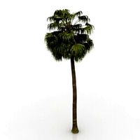Resource-Interior-Palm