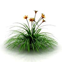Resource-Interior-Flower Hemerocallis