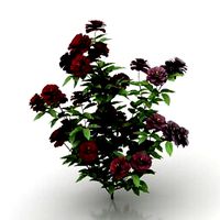 Resource-Interior-Rose bush