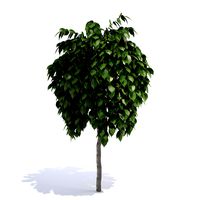 Resource-Interior-Tree Summer