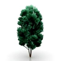 Resource-Interior-Tree Chamaecyparis