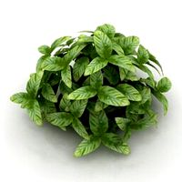 Resource-Interior-Bush-Flower
