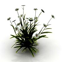 Resource-Interior-Flowers daisies