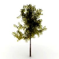 Resource-Interior-Tree