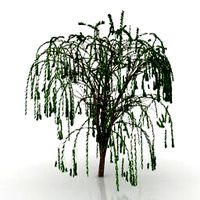 Resource-Interior-Tree-willow