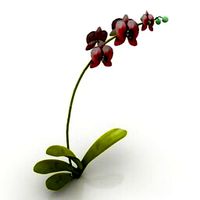 Resource-Interior-Flower orchid