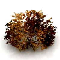 Resource-Interior-Bush