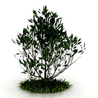 Resource-Interior-Bush and Grass