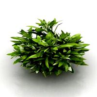 Resource-Interior-Plant-bush