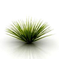 Resource-Interior-Plant Bush
