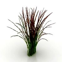 Resource-Interior-Plant Imperata