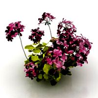 Resource-Interior-Flowers garden