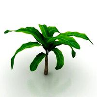 Resource-Interior-Palm