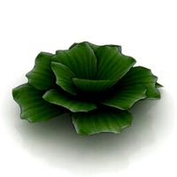 Resource-Interior-Flower pistia