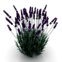 Resource-Interior-Flowers Grass