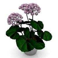 Resource-Interior-Flower