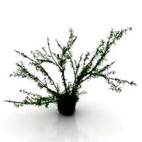 Resource-Interior-Bush Caragana