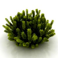 Resource-Interior-Bush-Shrub