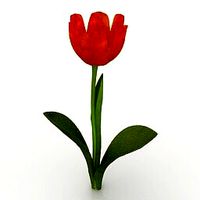 Resource-Interior-Flower Princess Irene Tulip