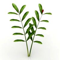 Resource-Interior-Plant Alpinia